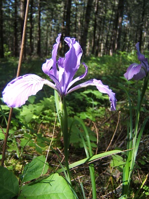 44 Wild iris.JPG